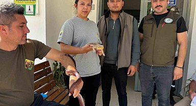 Manisa'da Mısır yılanı ve sakallı ejder satışı yapan petshopa ceza