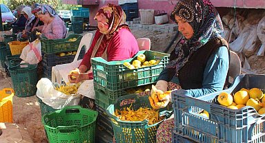 Manisa'da şifa kaynağı cennet hurmasına talep artıyor