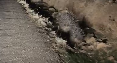 Mardin'de 2 oklu kirpi görüntülendi