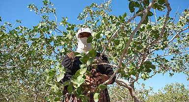 Mardin'de 20 bin dönümlük alanda fıstık hasadı başladı
