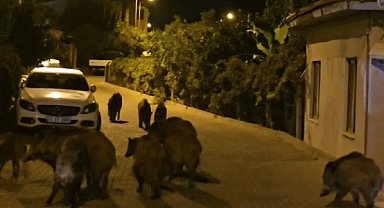 Marmaris'te yaban domuzları, cadde ve sokakları istila etmeye başladı