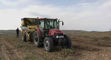 Meriç'te coğrafi işaretli yer fıstığında hasat mesaisi başladı