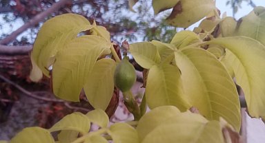 Mevsimleri şaşıran ceviz ağacı aynı yıl ikinci kez meyve verdi