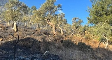 Milas orman yangını kontrol altına alındı