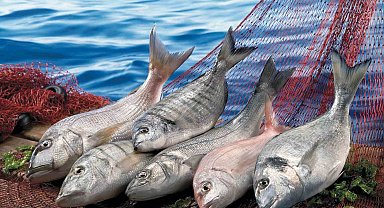 Muğla su ürünleri Ege ihracatının zirve ortağı