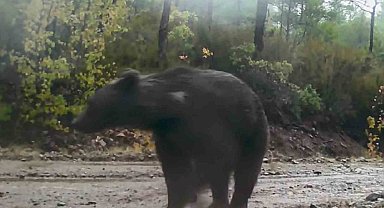 Muğla'da yaban hayatı fotokapana yansıdı