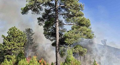 Muğla'nın Köyceğiz ilçesinde orman yangını