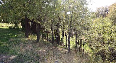 Muş'ta jaguar görüldüğü iddiası