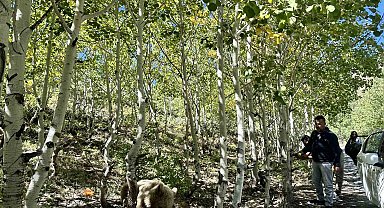 Nemrut'un maskotu bozayılar ve ekosistem tehlike altında