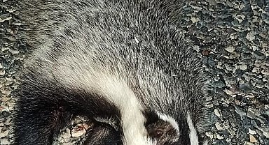 Nesli tükenme tehlikesindeki porsuk aracın çarpması sonucu telef oldu