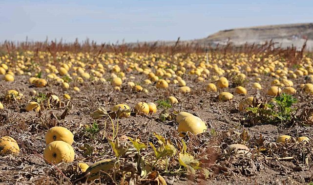 Nevşehir'de çerezlik kabak çekirdeği hasadı yapıldı