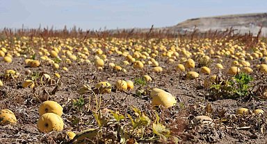 Nevşehir'de çerezlik kabak çekirdeği hasadı yapıldı