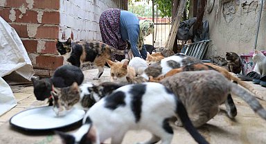 Ömrünü kedilere adadı: 11 yıldır 70 kediye bakıyor