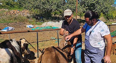 Ortaca'da hayvan sağlığı çalışmaları hızla devam ediyor