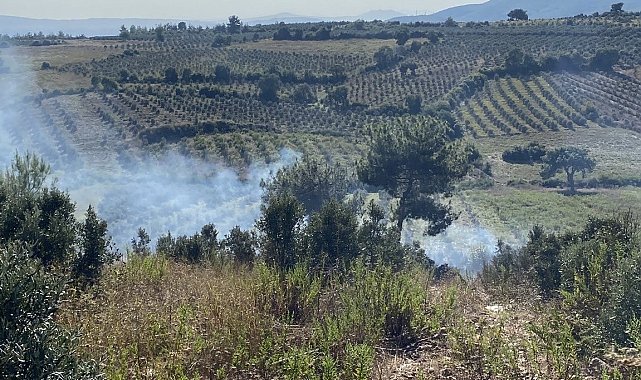 Osmaniye'de otluk alanda başlayan yangın zeytin ağaçlarına sıçradı