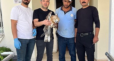 Osmaniye'de yaralı bulunan yılan kartalı tedavi altına alındı
