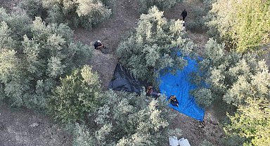 Osmaniye'de zeytin hasadı başladı