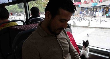 Otobüse binen sevimli kedi camdan güvercinleri izledi, gülümseten anlar kameraya yansıdı