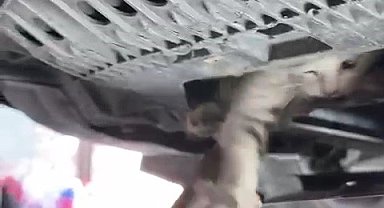 Otomobile giren kediyi tamircide çıkardılar