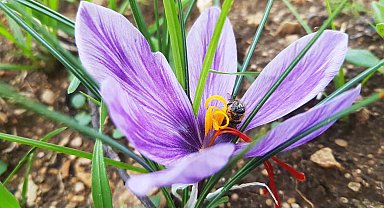 "Dünyanın en pahalı baharatı" safran çiçek açmaya başladı