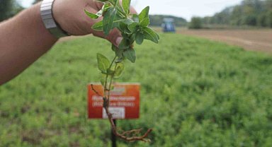 "Edirne kırmızısı" doğduğu topraklarda yeniden hayat buldu