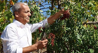 "Sumakçı Dede" bir ilke imza attığı sumakları miras bıraktı