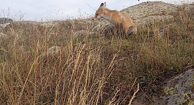 Ressam Nuh, dostluk kurduğu tilkiyi her gün besliyor