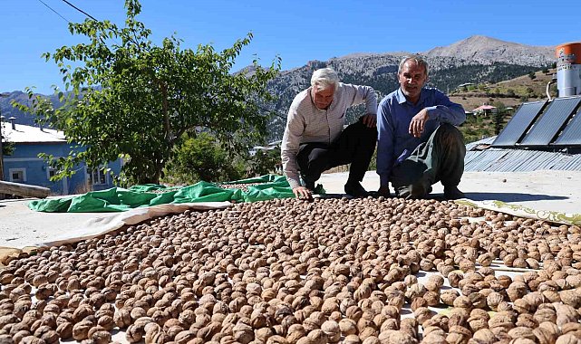 Saimbeyli Çeralan cevizi tescil yolunda