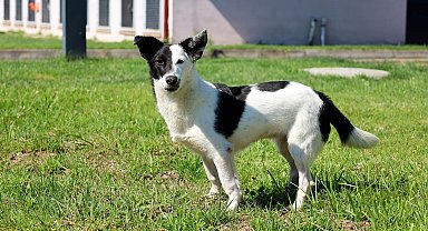 Sakarya Büyükşehir'den hayvan sahiplenme konusunda Türkiye'ye örnek adım