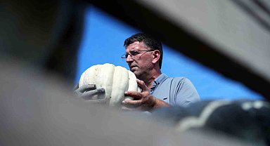 Sakarya'da ona 'elmas' deniliyor: Coğrafi işaretli kabağın tarladan sofraya yolculuğu başladı