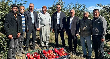 Samsat'ta nar hasadı başladı