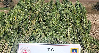Samsun'da 810 kök kenevir bitkisi ele geçirildi