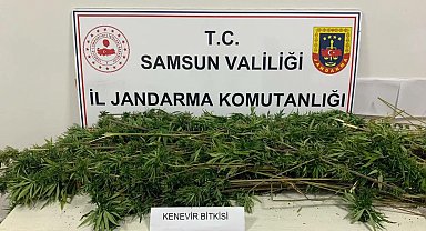 Samsun'da arazide ekili 304 kök kenevir ele geçirildi