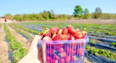 Samsun'da çilek üretimi yaygınlaşıyor
