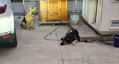 Sancaktepe'de lise öğrencisi köpek saldırısından son anda kurtuldu