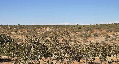 Şanlıurfalı girişimciden ücretsiz budama hizmeti