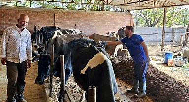 Şap hastalığına karşı aşılama programı sürüyor