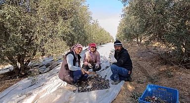 Sarıgöl'de zeytin hasadına başlandı