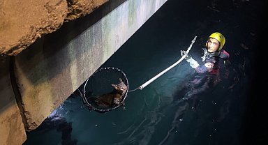 Sarıyer'de denize düşen kediyi kurtarma operasyonu