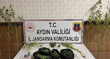 Sazlık içinde kenevir yetiştirmiş