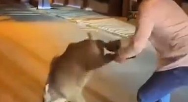 Şehri istila eden domuzlarla dalga geçti