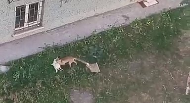 Şehrin ortasındaki tavuk hırsızı tilki