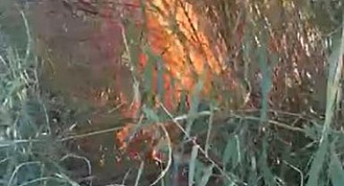 Serik'te kargılık alanda yangın: 2 dönüm alan zarar gördü