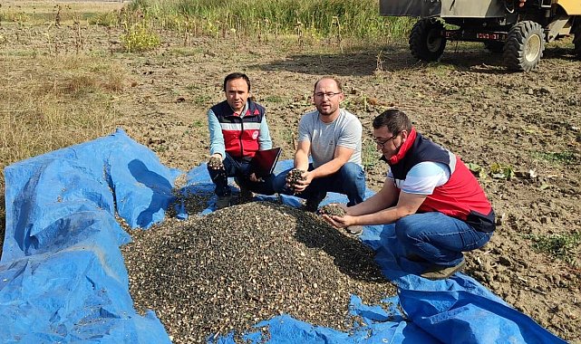 Simav'da yağlık ayçiçeği hasadına başlandı