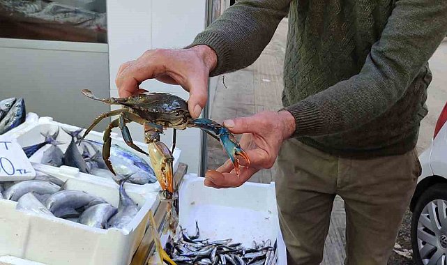 Sinop'ta nadir görülen mavi yengeç ağa takıldı