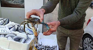 Sinop'ta nadir görülen mavi yengeç ağa takıldı