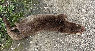 Sinop'un maskotu su samuru telef oldu