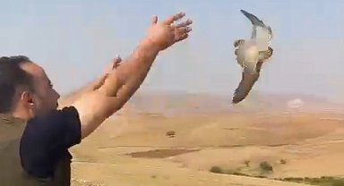 Şırnak'ta bulunan kerkenez kuşu doğal yaşam alanına bırakıldı