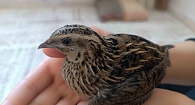 Şırnak'ta duyarlı vatandaş yaralı bıldırcını yetkililere teslim etti