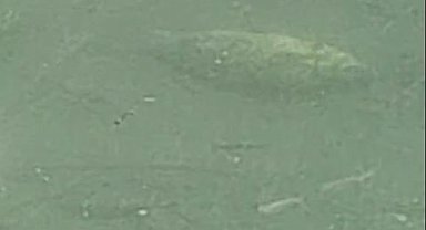 Şırnak'ta Hilal Barajı'nda çok sayıda balık telef oldu